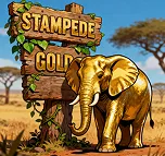STAMPEDE GOLD